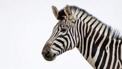 Close-up of a zebra’s head with striking black and white stripes against a plain white background, emphasizing its features and texture.