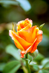 orange rose on green background