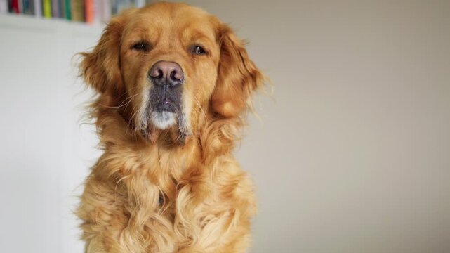 CLOSE UP Golden Retriever Uncontrolled Drooling Waiting For Food