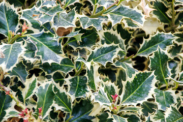 holly tree leaves and berries
