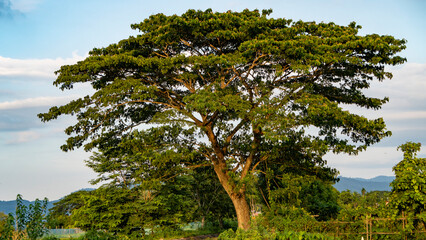 Beautiful evergreen tree of Assam