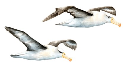 Obraz premium Set of albatros Watercolor Illustration Set. Hand-Drawn Realistic white and Black albatros Collection. sea Birds on White Background.