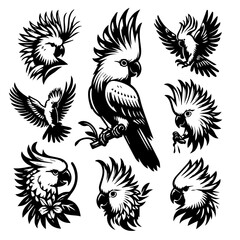 Illustrations of cockatoos in various poses and styles with detailed feather and wing designs shown