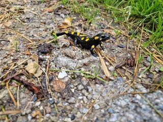 Feuersalamander