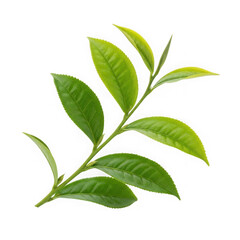 Fresh green tea leaves branch isolated for beverage and wellness marketing transparent background