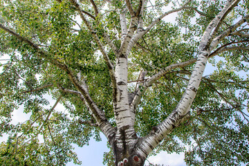 branches of a tree with leaves