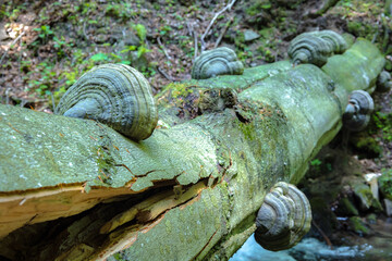 W Dolinie Szczawnika w Muszynie latem. © rogozinski