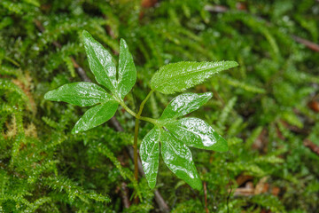 サワグルミの実生