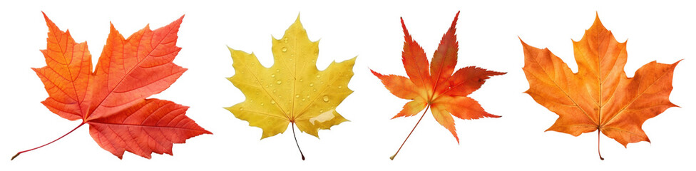 Fototapeta premium PNG Vibrant autumn maple leaves display, element set on transparent background