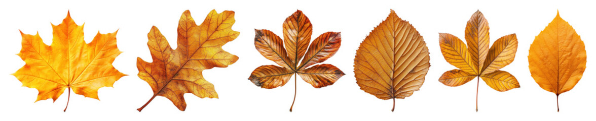 Fototapeta premium PNG Autumn leaves in vibrant colors, element set on transparent background
