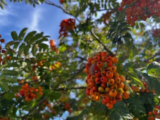 red berries on a tree