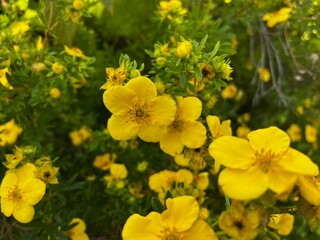 yellow flowers