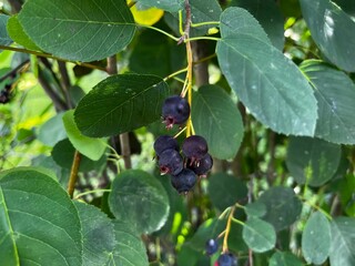 blueberries on the bush