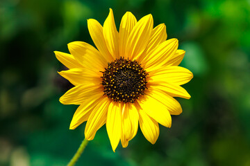 Close-up of vibrantly blooming Schweinitz sunflowers in a summer garden.