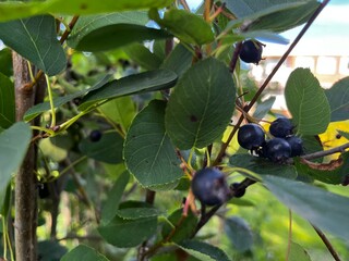 berries on a bush