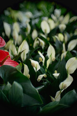 White peace lily flowers in the garden photographed with a manual lens take a photo blurry, unfocused image. Abstract nature flower vertical photography.