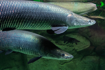Fish in Exotarium.Interior view of the Exotarium. showcasing aquariums with exotic fish, terrariums with reptiles, and educational displays of insects and wildlife. Sosnowiec Exotarium Poland.