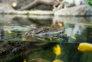 Caiman crocodilus in Exotarium.Interior view of the Exotarium in Sosnowiec Poland. Showcasing aquariums with exotic fish, terrariums with reptiles, and educational displays of insects and wildlife.