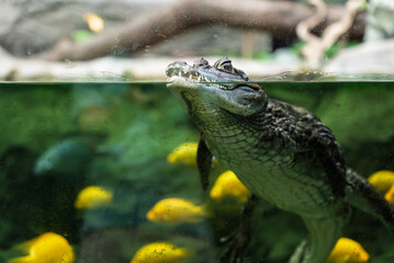 Caiman crocodilus in Exotarium.Interior view of the Exotarium in Sosnowiec Poland. Showcasing...