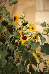 sunflower and bee