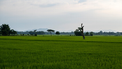 Wide shot of Paddy fields with farmers working on it shot during the evening hours