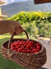 Cherry tomatoes in a basket
