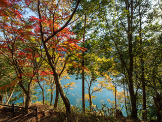 A beautiful autumn landscape showing Japanese trees with vibrant red and orange leaves mixed with...