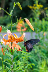 Beautiful swallowtail butterfly sucking nectar from a tiger lily in the garden,