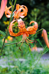 Beautiful tiger lily flowers blooming in a summer garden.