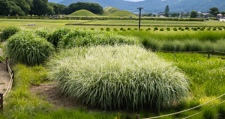 Miscantus Chinese Variegatus - a decorative motley striped type of thick grass, often used in...