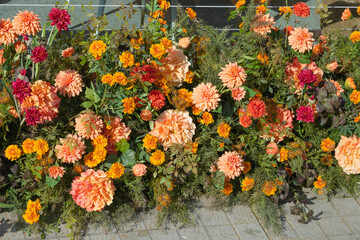A brilliant flowerbed of red and light red dahlias and marigolds (Tagetes)