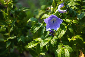 Bluebell (Platycodon grandiflorum flower, broadbell) on a bush with large beautiful green leaves
