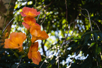 Orange bell-shaped summer flowers on a long vine (Campsis radicans, tecoma or trompet vine). Photo with space for inscriptions, postcard