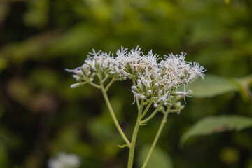 Beautiful flowering chromolaena odorata, it is also eupatorium odratum, a plant with white fluffy flowers