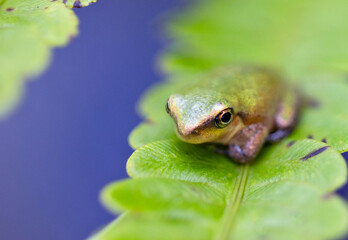 A small, cute frog in Highlands Hammock State Park, Florida — probably a pine woods tree frog (Hyla femoralis). Please confirm ID with an expert if accuracy is important to your project.