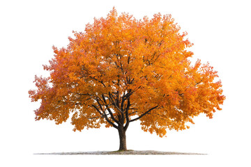 Autumn tree with vibrant fall foliage.  Full, mature tree with a rich orange-yellow canopy against a dark background.  A light tan/gray path or ground is visible at the base of the tree
