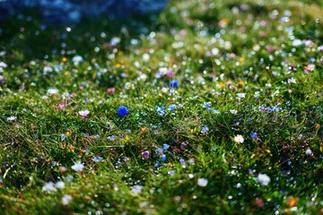 A meadow of wildflowers in vibrant colors