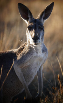 Red Kangaroo in a grass field