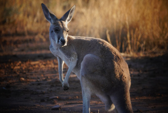 Red Kangaroo in a grass field