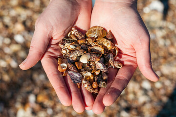 Close-Up of Hands Holding Assorted Small Sea Shells Collected from a beach