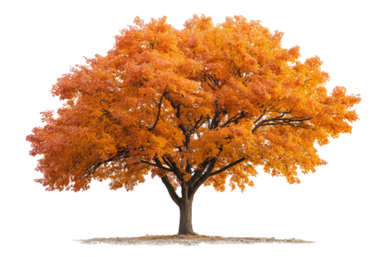 Autumnal tree, vibrant orange foliage