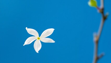 white flower on blue background