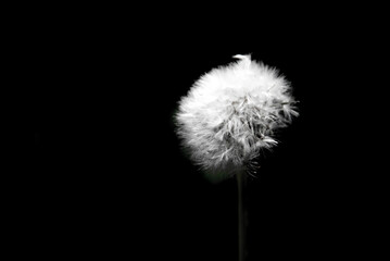 Obraz premium dandelion on black