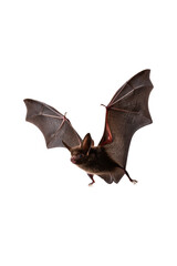Fototapeta premium Halloween bat isolated on transparent background