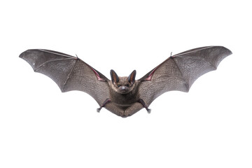 Fototapeta premium Halloween bat isolated on transparent background