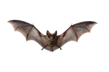 Halloween bat flying isolated on transparent background