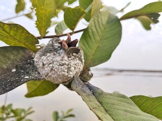 Mealybugs (Pseudococcidae) on guava fruit in garden
