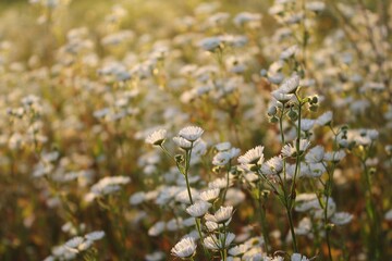 wild flowers in the field