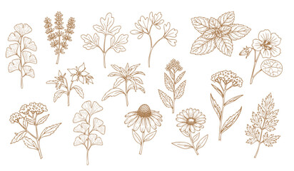 Set of detailed various flowers and foliage, intricate details and delicate forms. Hand drawn vector illustration with elegant botanical elements for invitation, save the date card