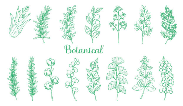 Set of detailed various flowers and foliage, intricate details and delicate forms. Hand drawn vector illustration with elegant botanical elements for invitation, save the date card